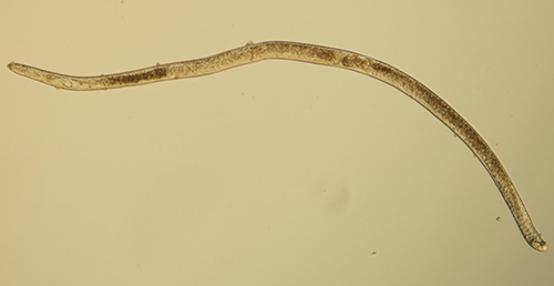 Figure 3. Meloidogyne male at 400x magnification. Males are worm-shaped with rounded heads and tails. Photograph by Zane Grabau, University of Florida.